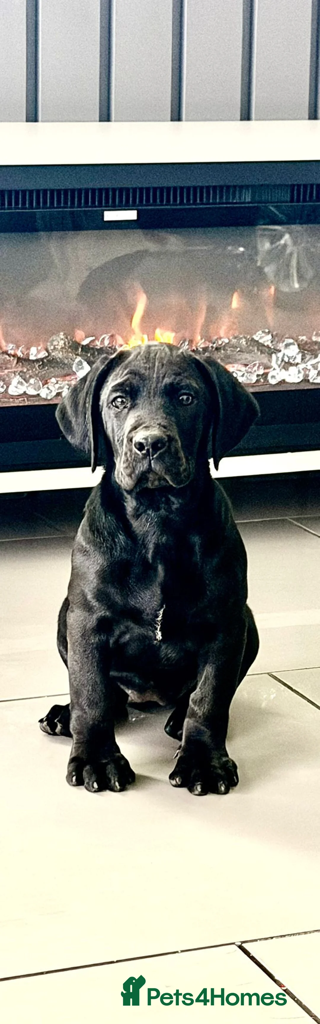 Cane Corso dogs for sale: 10 WEEKS OLD ICCF FEMALE CANE CORSO  in Coventry - Advert 2