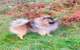 Pomeranian dogs for sale: Pomeranian fluffy Boys  - Image 11