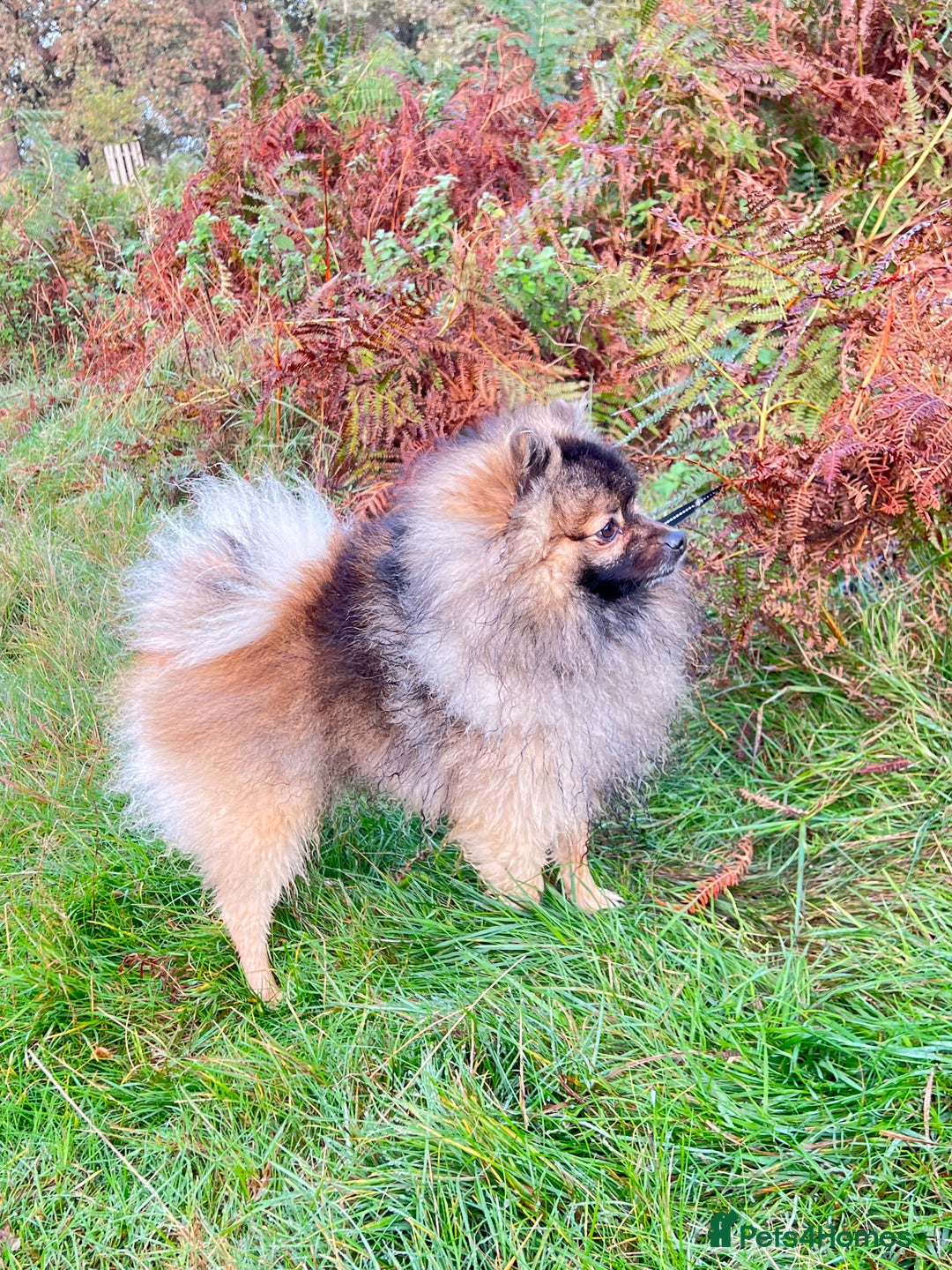 Pomeranian dogs for sale: Pomeranian fluffy Boys  - Image 11
