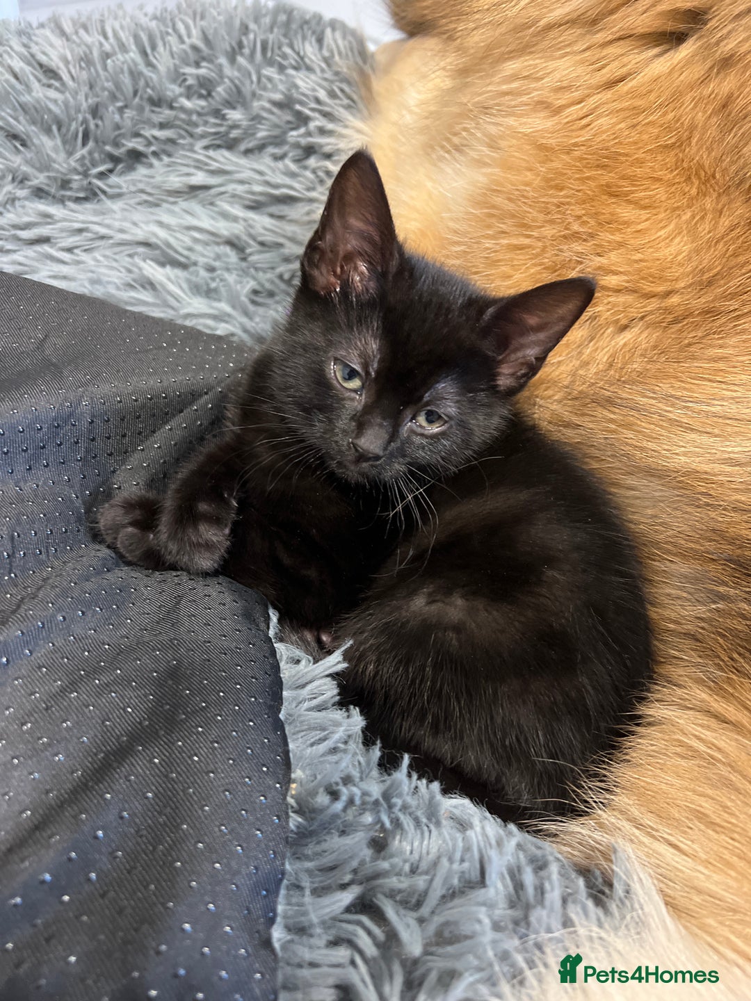 Mixed Breed cats for sale: beautiful kittens  - Advert 8