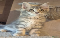 Maine Coon cats for sale: Beautiful Maine Coon kittens  - Image 4