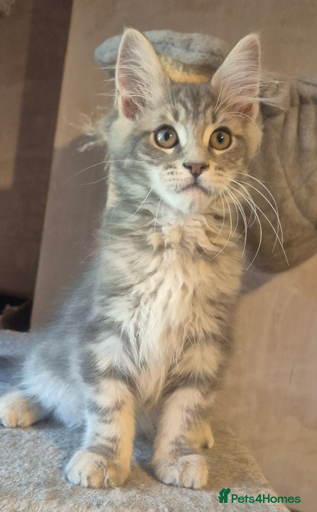Maine Coon cats for sale: Beautiful Maine Coon kittens  - Image 4