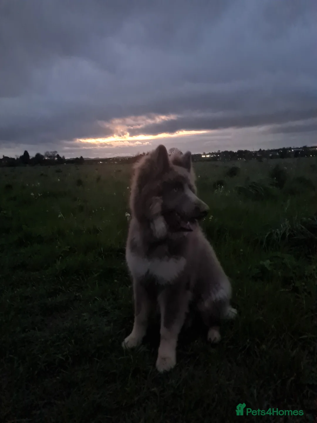 German Shepherd dogs for sale: Meet Sixty. Our Beautiful Isabella German Shepherd - Advert 18