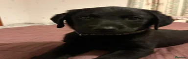 Labrador Retriever Puppy 9