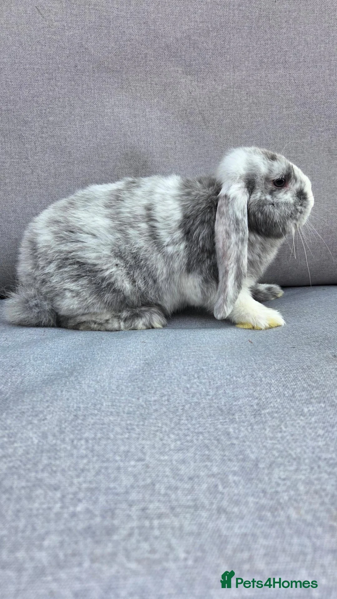 French Lop rabbits for sale: Beautiful french lop babies  - Advert 12
