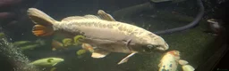 Koi Carp fish for sale: Large Koi Carp for Sale – Approx. 20"  - Advert 4