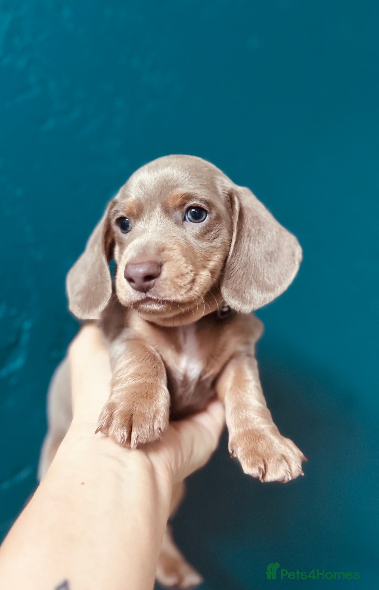 Miniature Dachshund dogs 1 velvet miniature dachshund boy available  - Advert 1