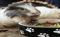 Guinea Pig rodents for sale: Guinea Pigs  - Image 5