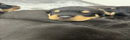 Rottweiler dogs for sale: KC Rottie puppies  - Advert 8