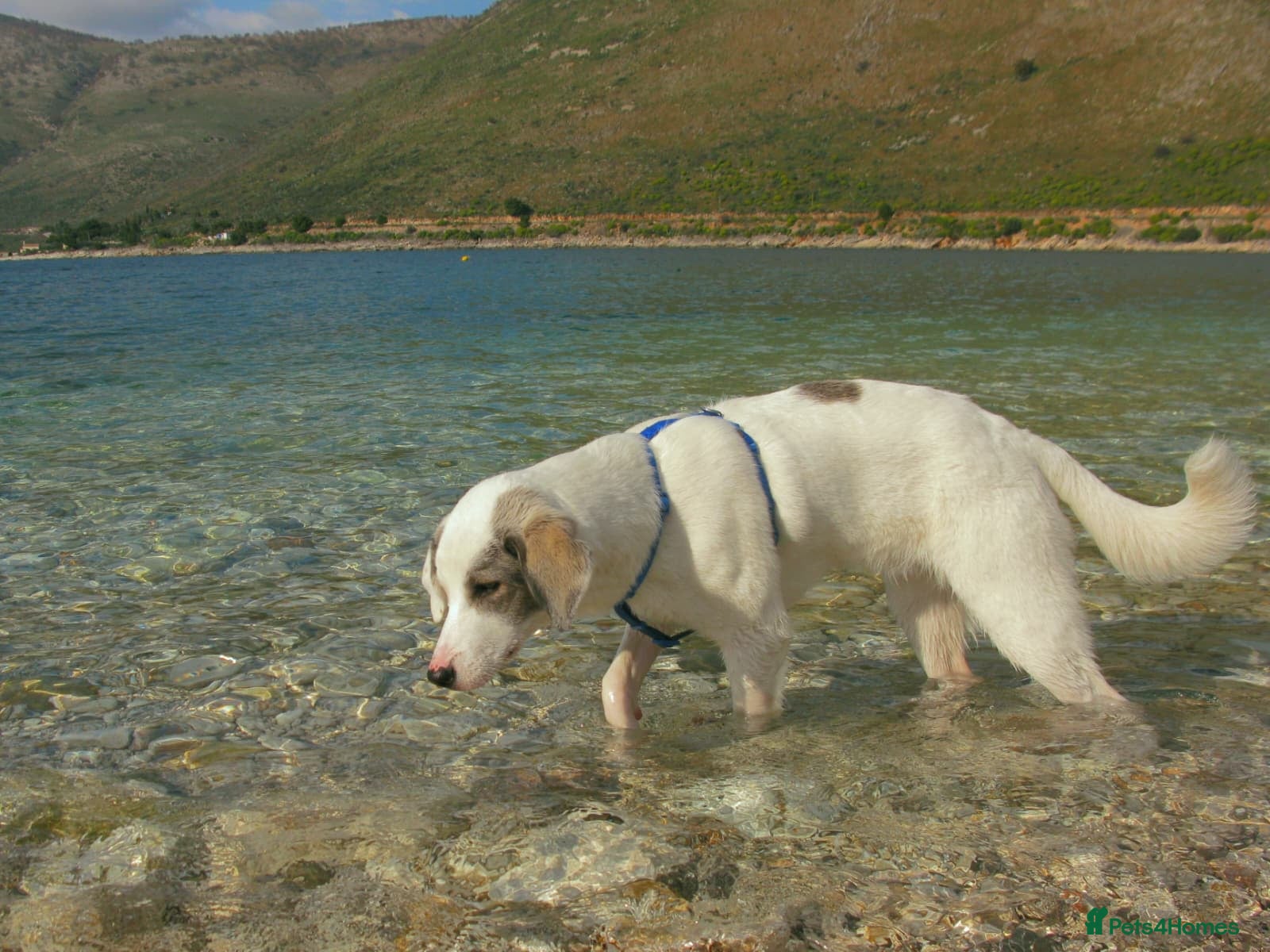 Mixed Breed dogs Trimi needs a home - Advert 12