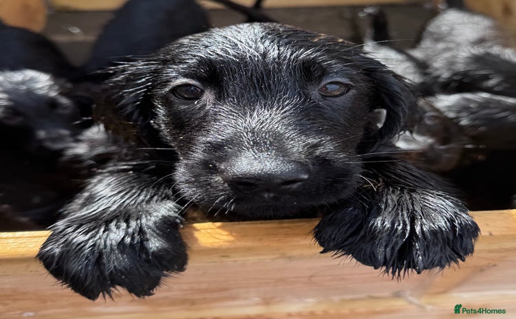 Flat coated Retriever dogs - Advert 1