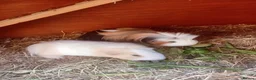 Guinea Pig rodents for sale: Two male guinea pigs for sale in Manchester - Advert 4