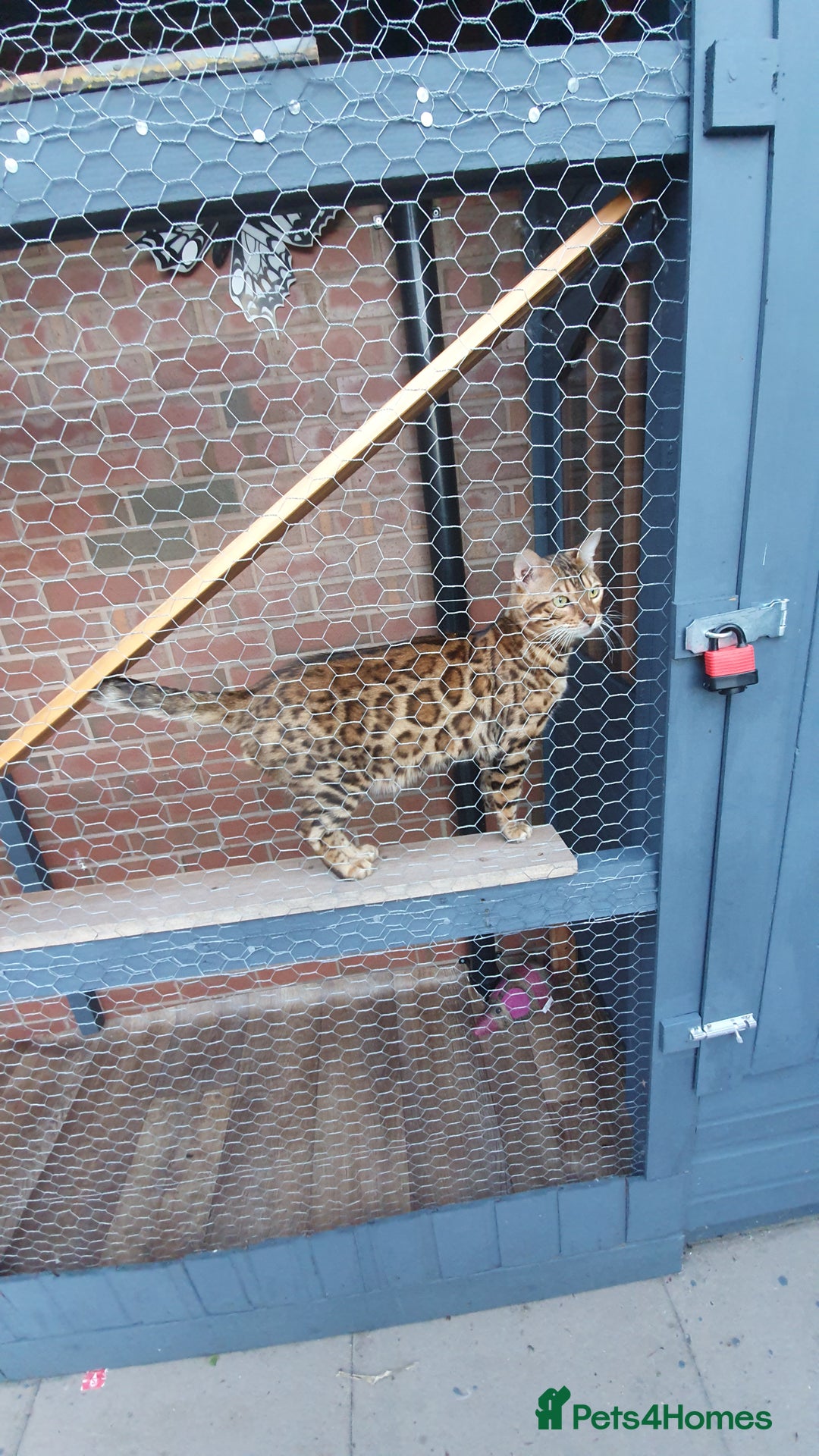 Bengal cats for stud: Stunning Male Bengal Stud 🌟TICA REGISTERED🌟 in Wolverhampton - Image 7