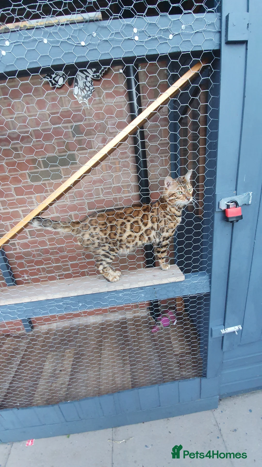 Bengal cats for stud: Stunning Male Bengal Stud 🌟TICA REGISTERED🌟 in Wolverhampton - Advert 7