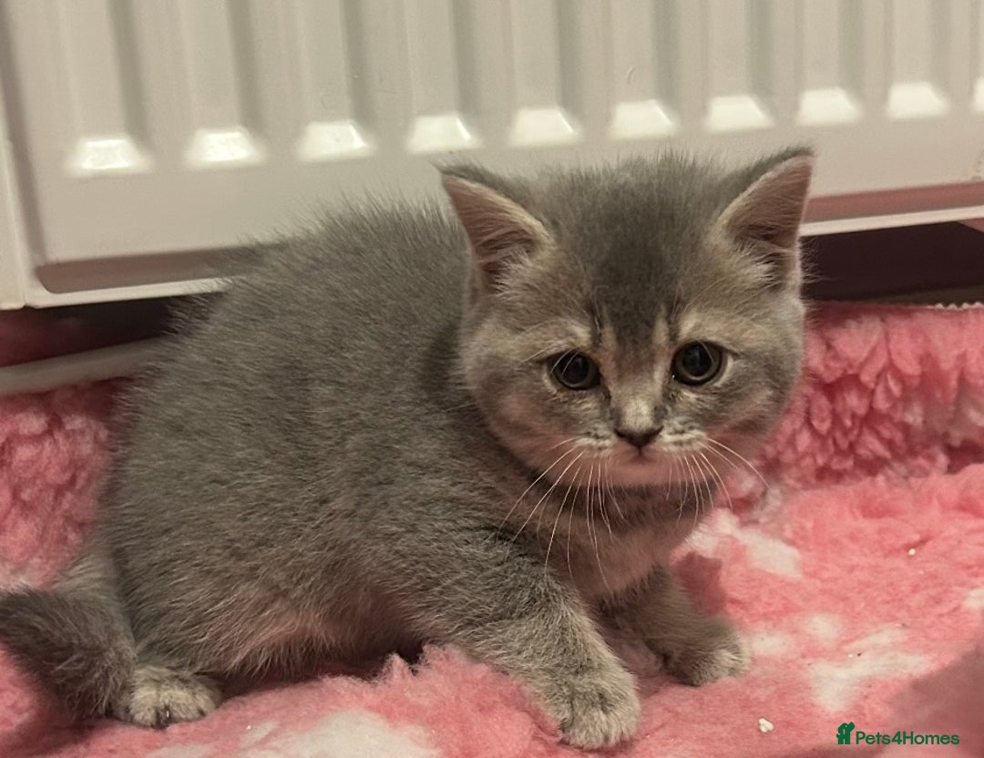 British Shorthair cats for sale: Beautiful British Shorthair kittens  - Advert 16