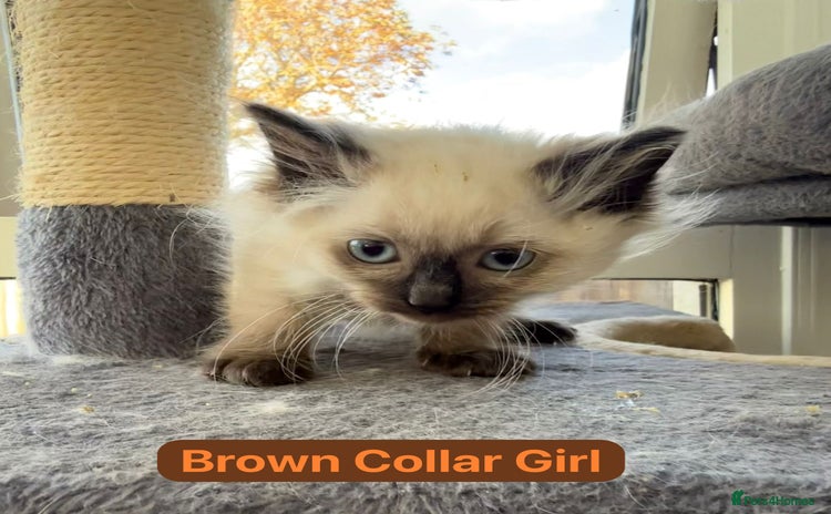 Ragdoll cats - Advert 14