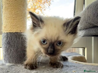 Ragdoll cats for sale: Gorgeous Championship Line Ragdoll kittens. - Advert 1