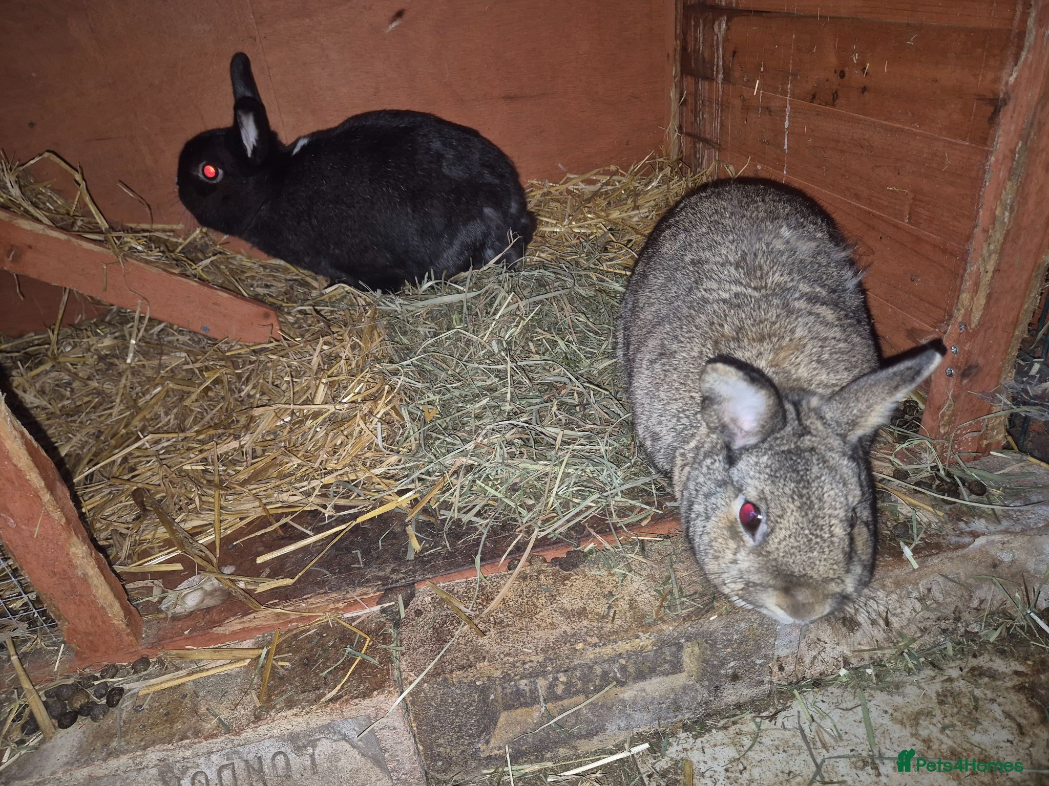 Mixed Breed rabbits Two pairs of rabbits - Advert 2