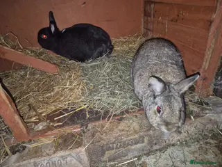 Mixed Breed rabbits Pair of neutered male dwarf rabbits - Advert 20
