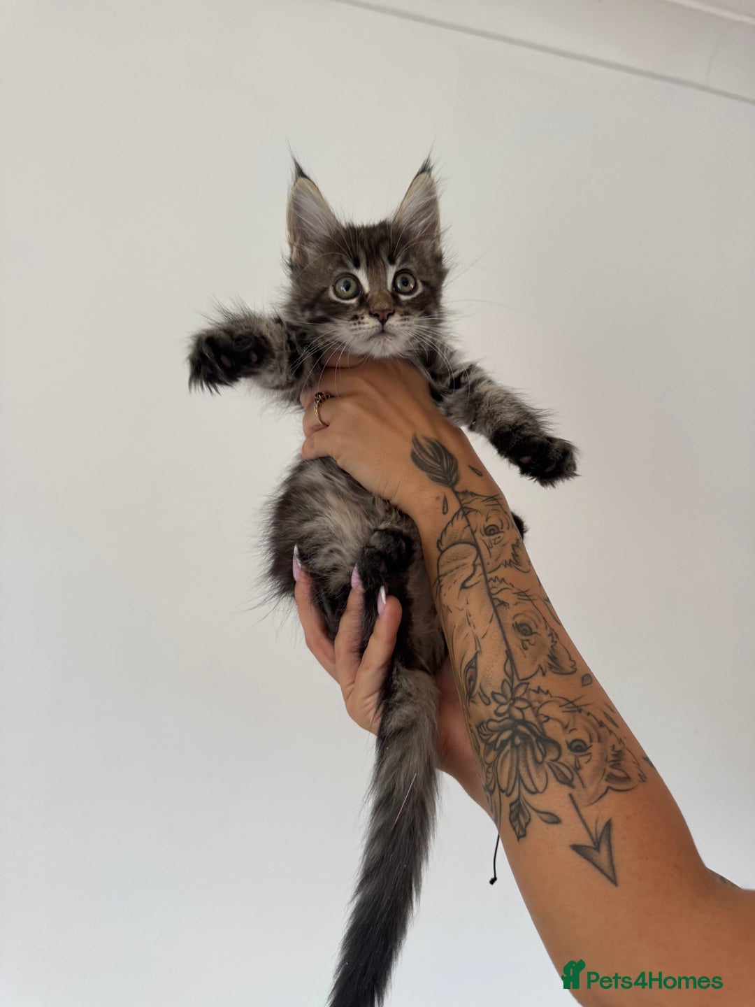 Maine Coon cats for sale: XL pure Maine coon kittens 💖 in Wellingborough - Image 4