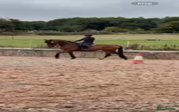Irish Sports horses for sale: big beautiful bay 🥰 - Image 6