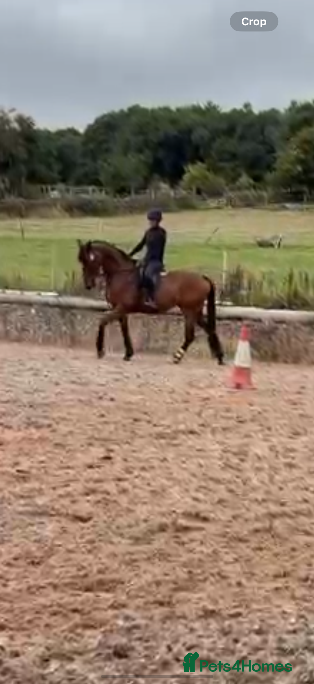 Irish Sports horses for sale: big beautiful bay 🥰 - Image 6