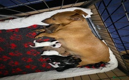 Jack Russell dogs for sale: Gorgeous Jack Russell terrier pups - Image 10