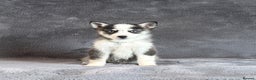 Pomsky dogs for sale: F3 blue eyes perfect husky markings Pomsky puppies - Advert 5
