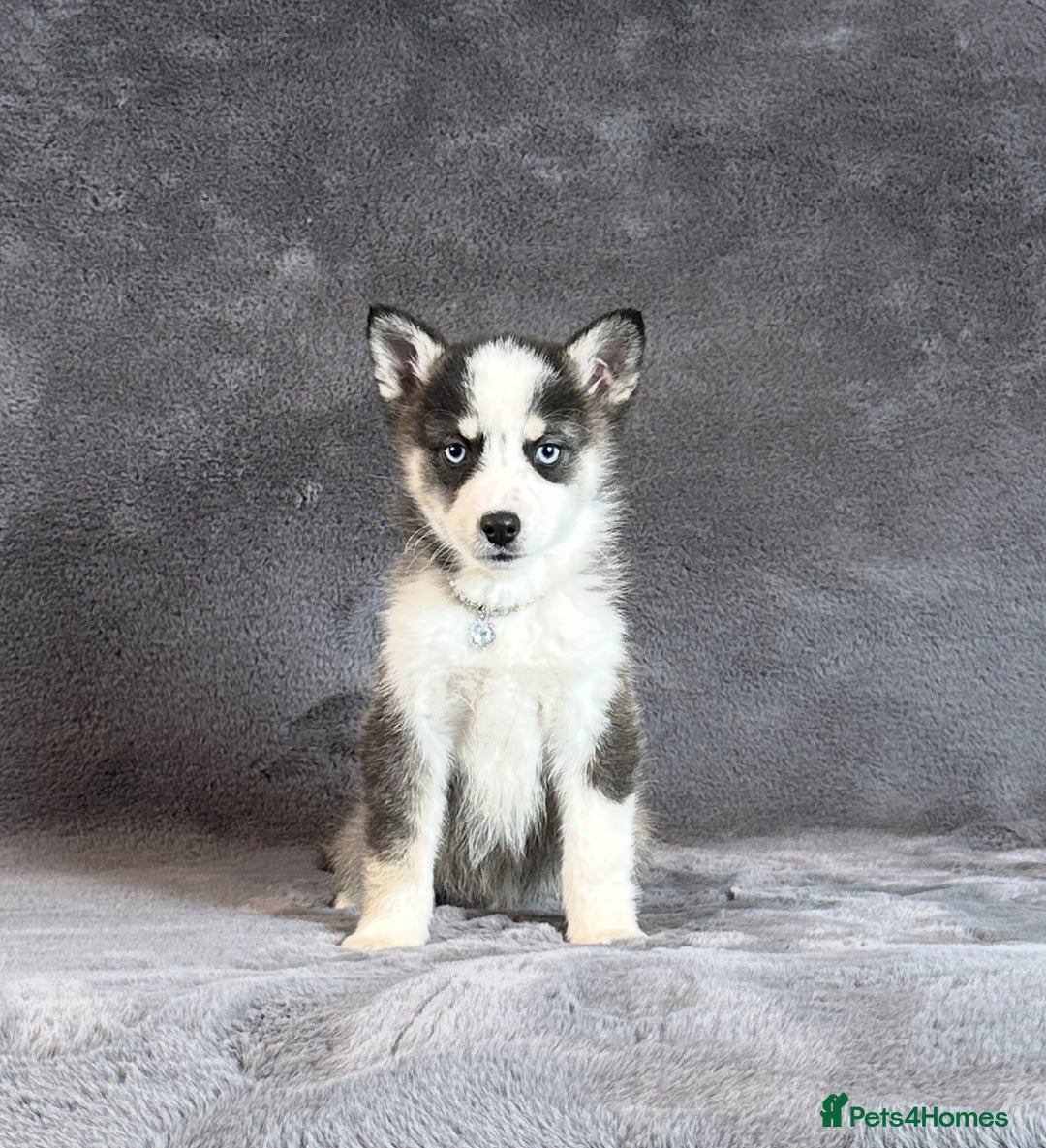 Pomsky dogs for sale: F3 blue eyes perfect husky markings Pomsky puppies - Advert 5