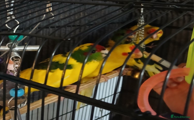 Parakeets birds - Advert 1