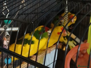 Parakeets birds - Advert 10