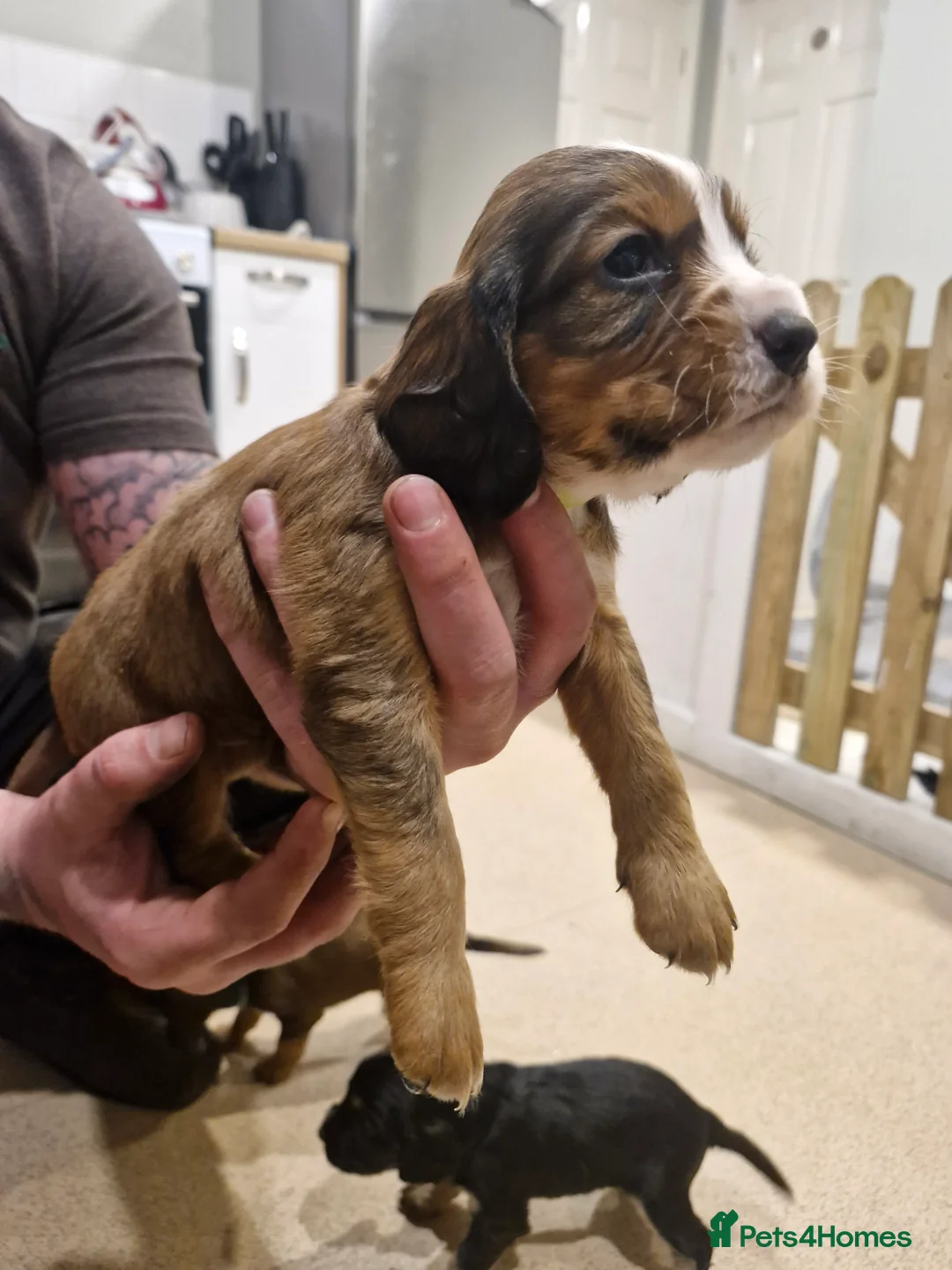 Sprocker dogs for sale: One last beautiful sprocker available  - Advert 8