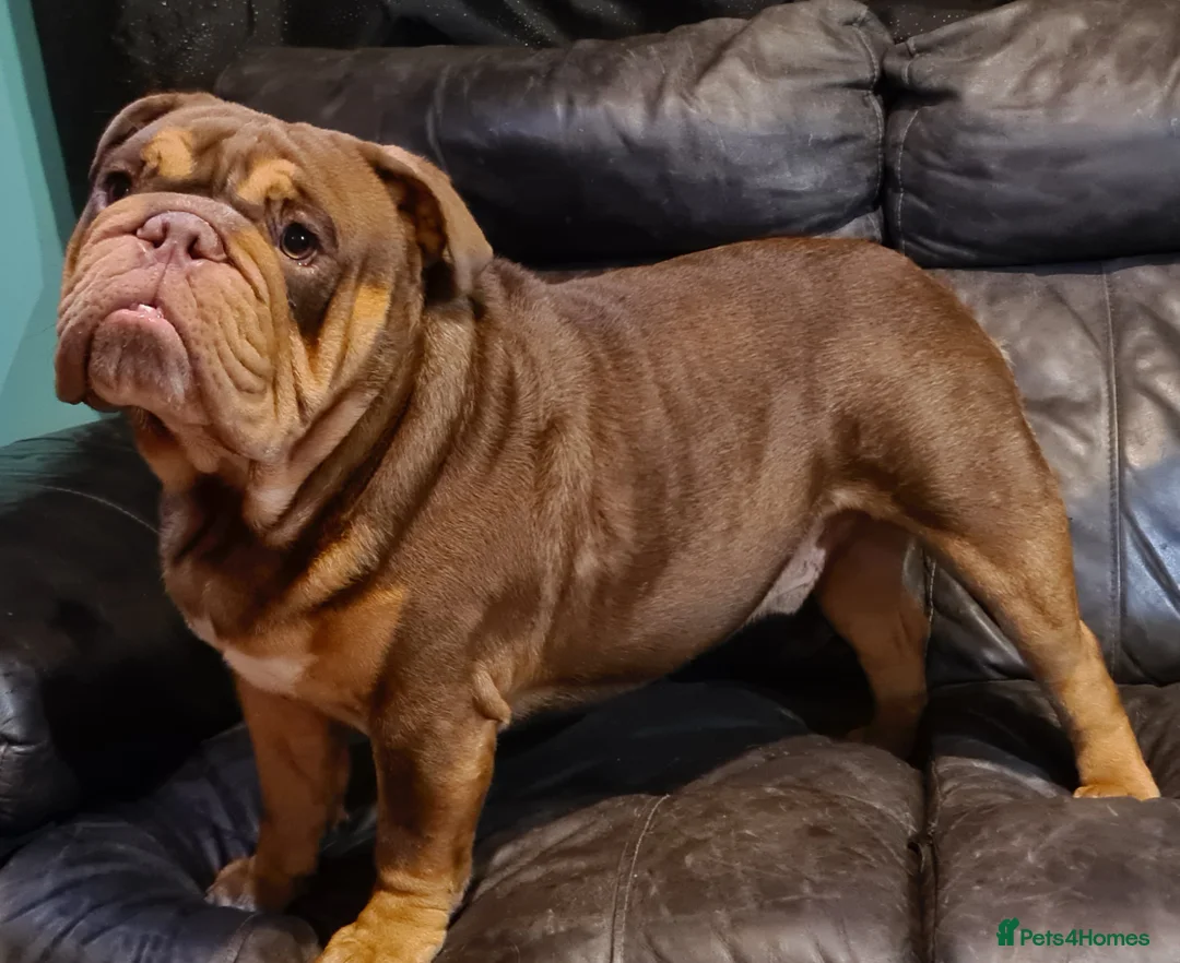 English Bulldog dogs for stud: Dog for stud in Dagenham - Advert 16