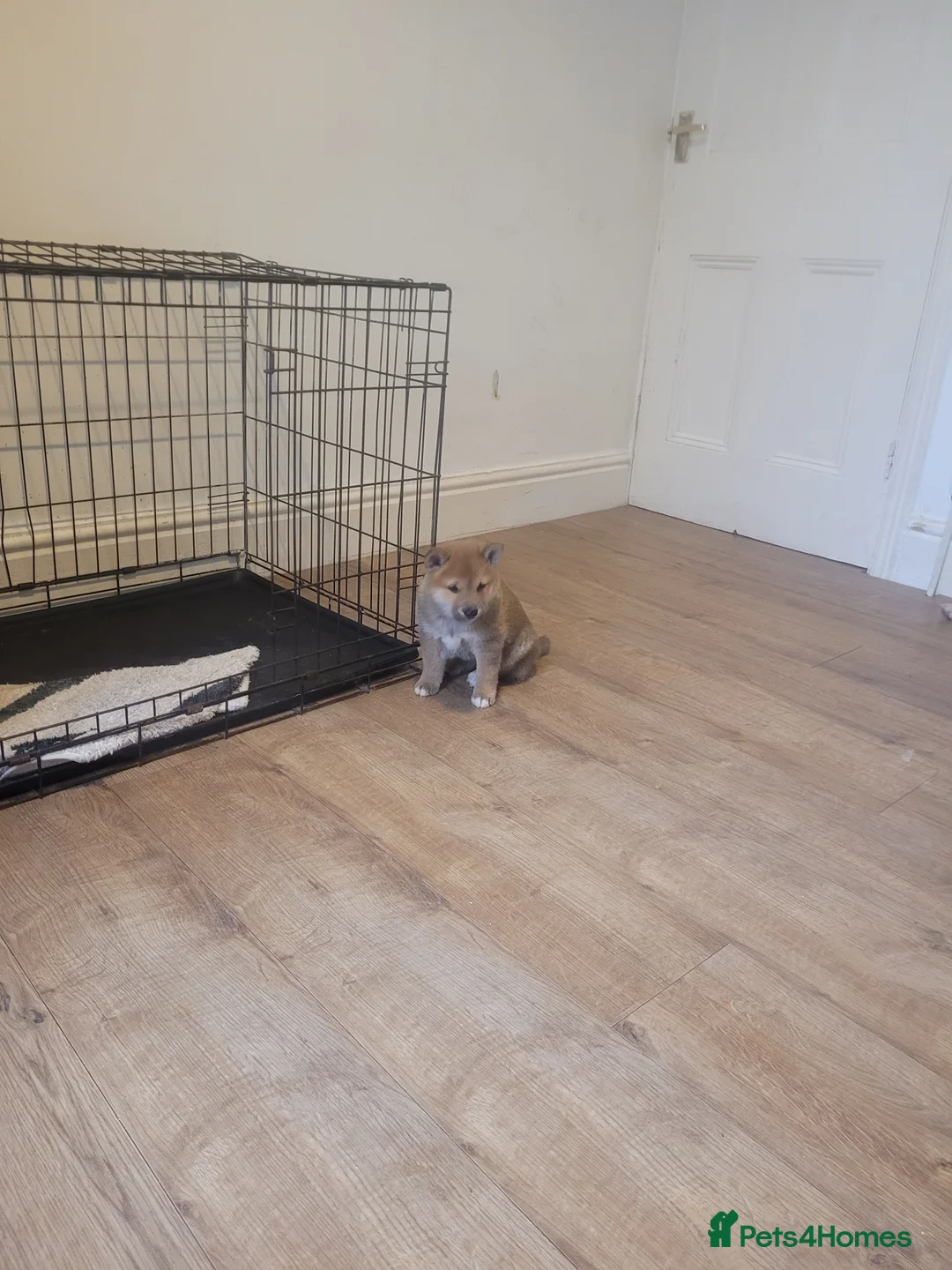 Japanese Shiba Inu dogs for sale: Japanes shiba inu  - Advert 2