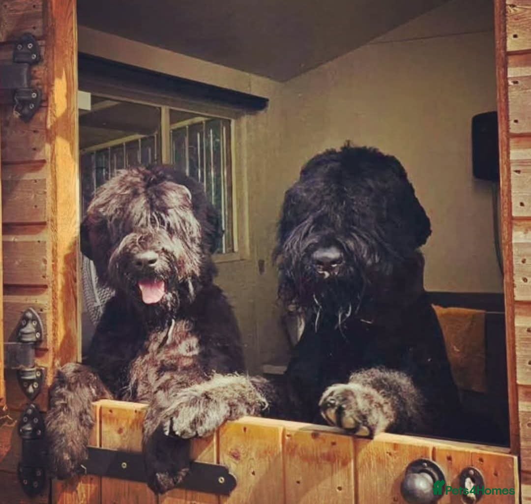 Mixed Breed dogs A very rare opportunity... - Advert 1
