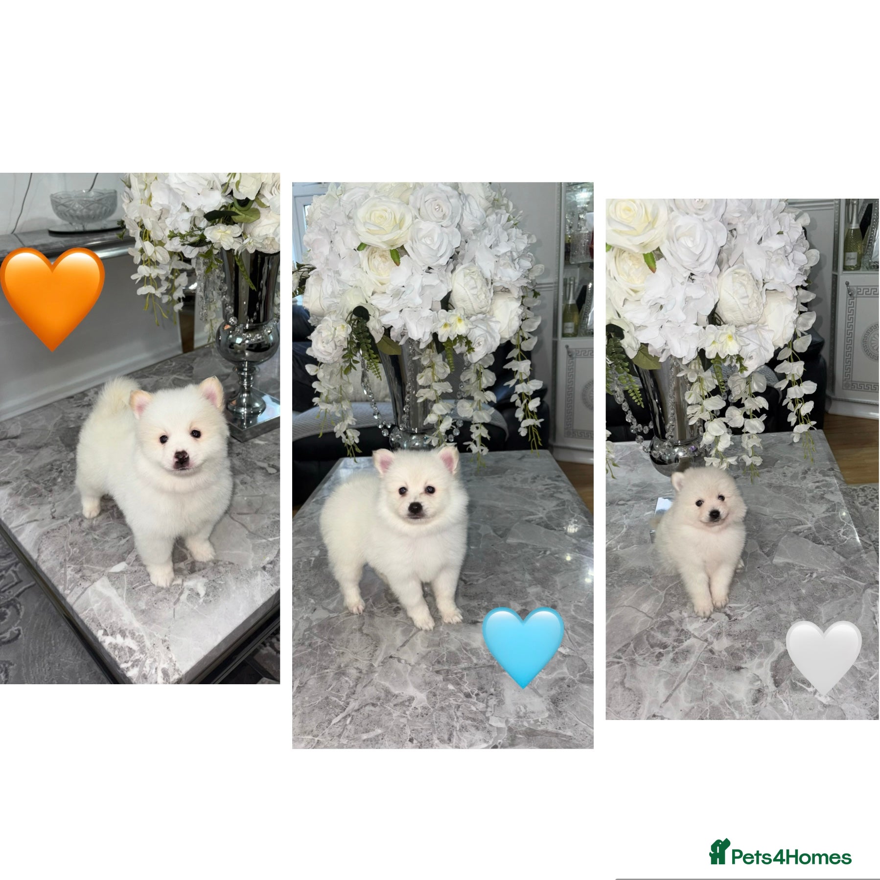 Japanese Spitz dogs Stunning Japanese spitz puppy’s  - Advert 8