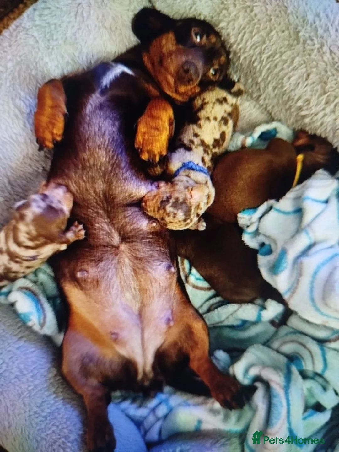 Miniature Dachshund dogs for sale: Adorable Miniature Dachshund puppies in Doncaster - Advert 2