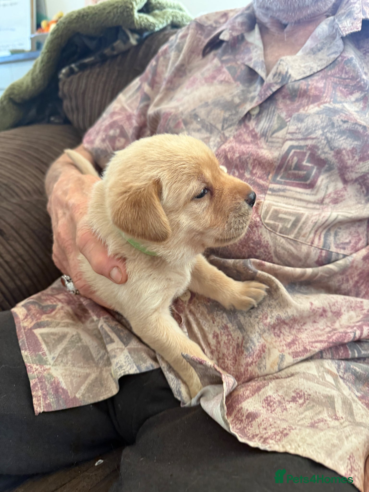 Labrador Retriever dogs K.C.Reg Superb Labrador Puppies - Advert 2