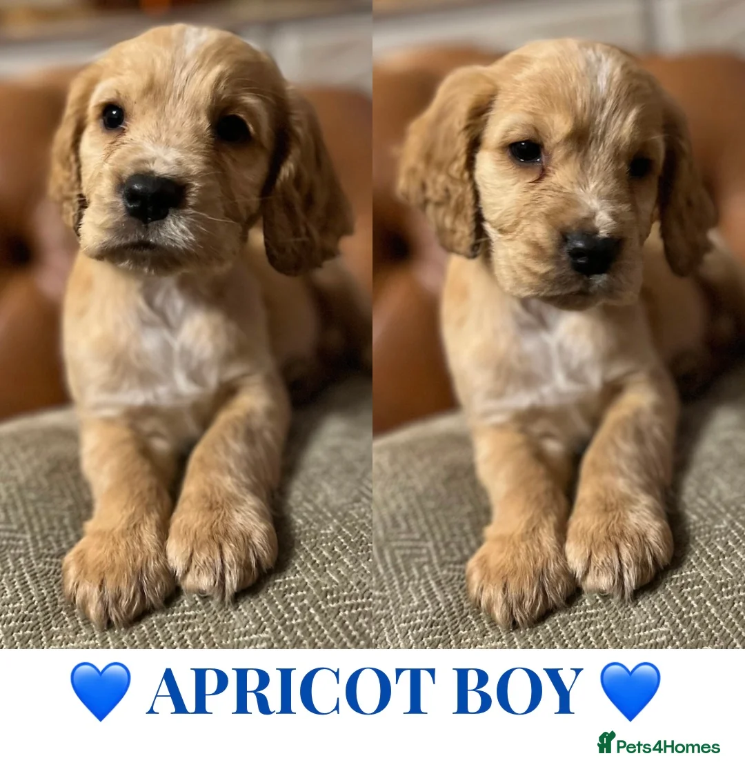 Cockapoo dogs for sale: ONE BOY LEFT.  F1 COCKAPOO - Advert 3