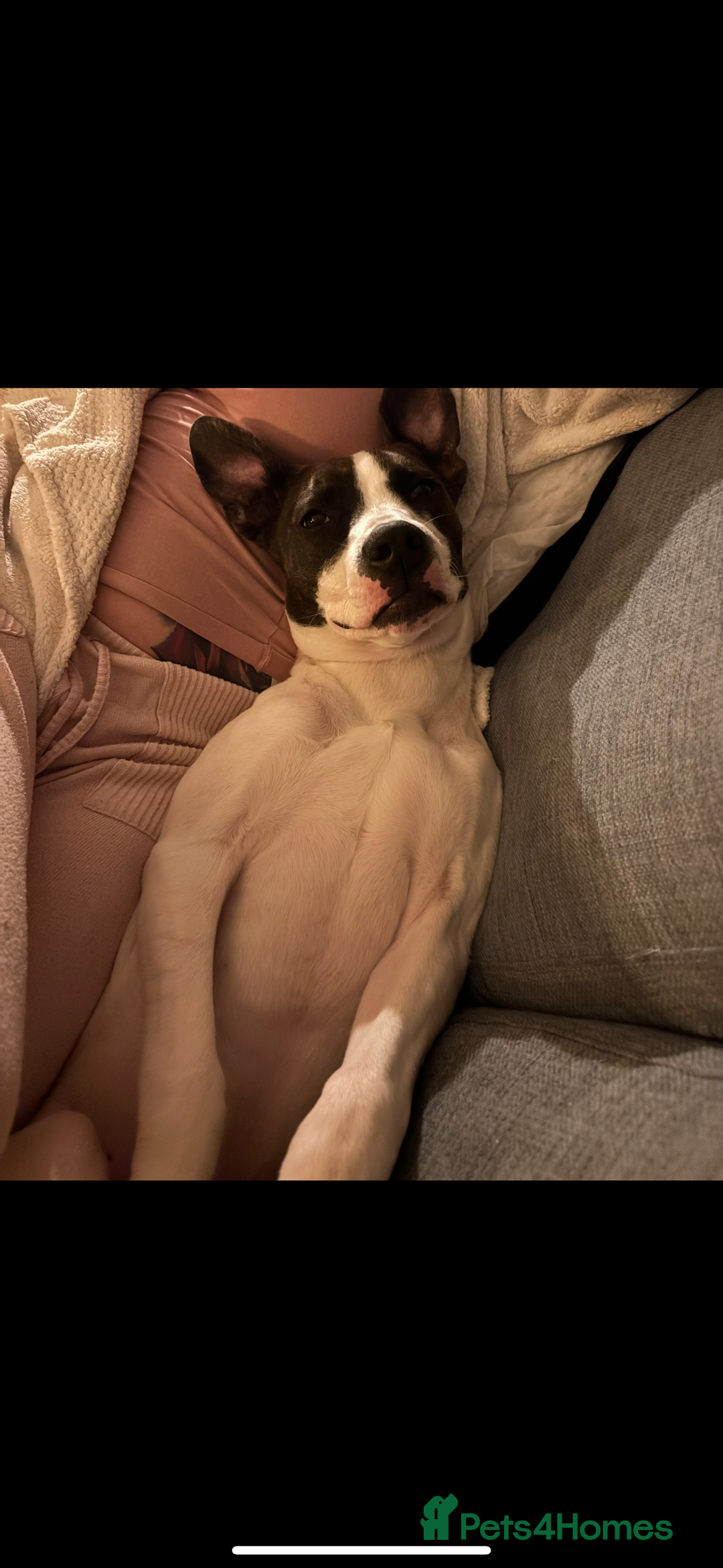 Mixed Breed dogs for sale: Stella  in Gloucester - Image 2