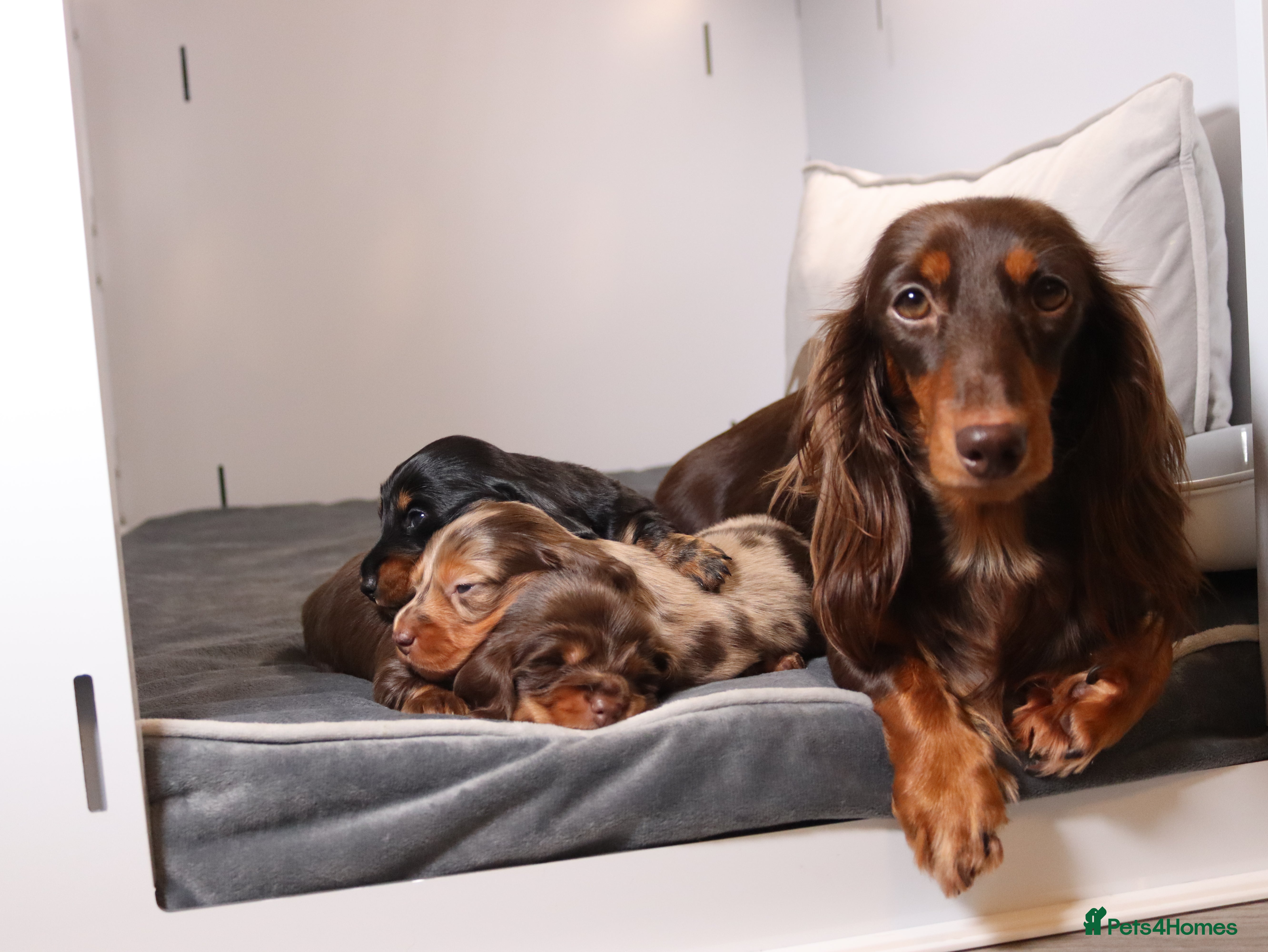 Miniature Dachshund dogs Exceptional miniature longhaired dachshunds  - Advert 9