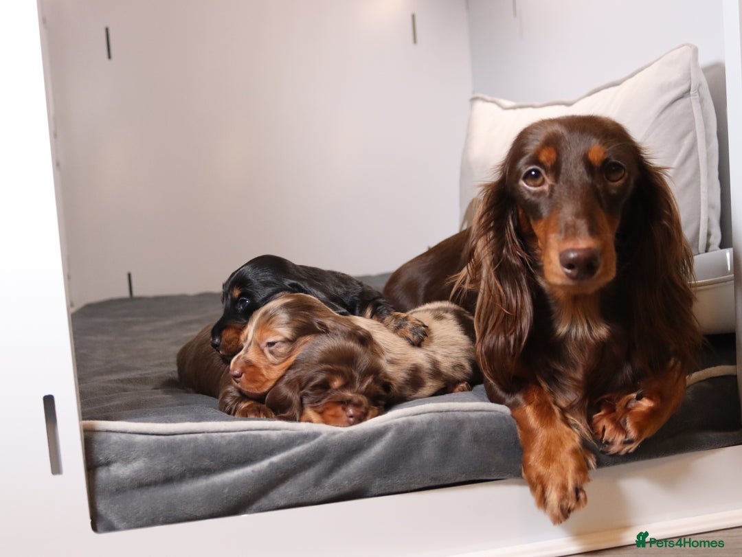Miniature Dachshund dogs for sale: Exceptional miniature longhaired dachshunds  - Advert 1