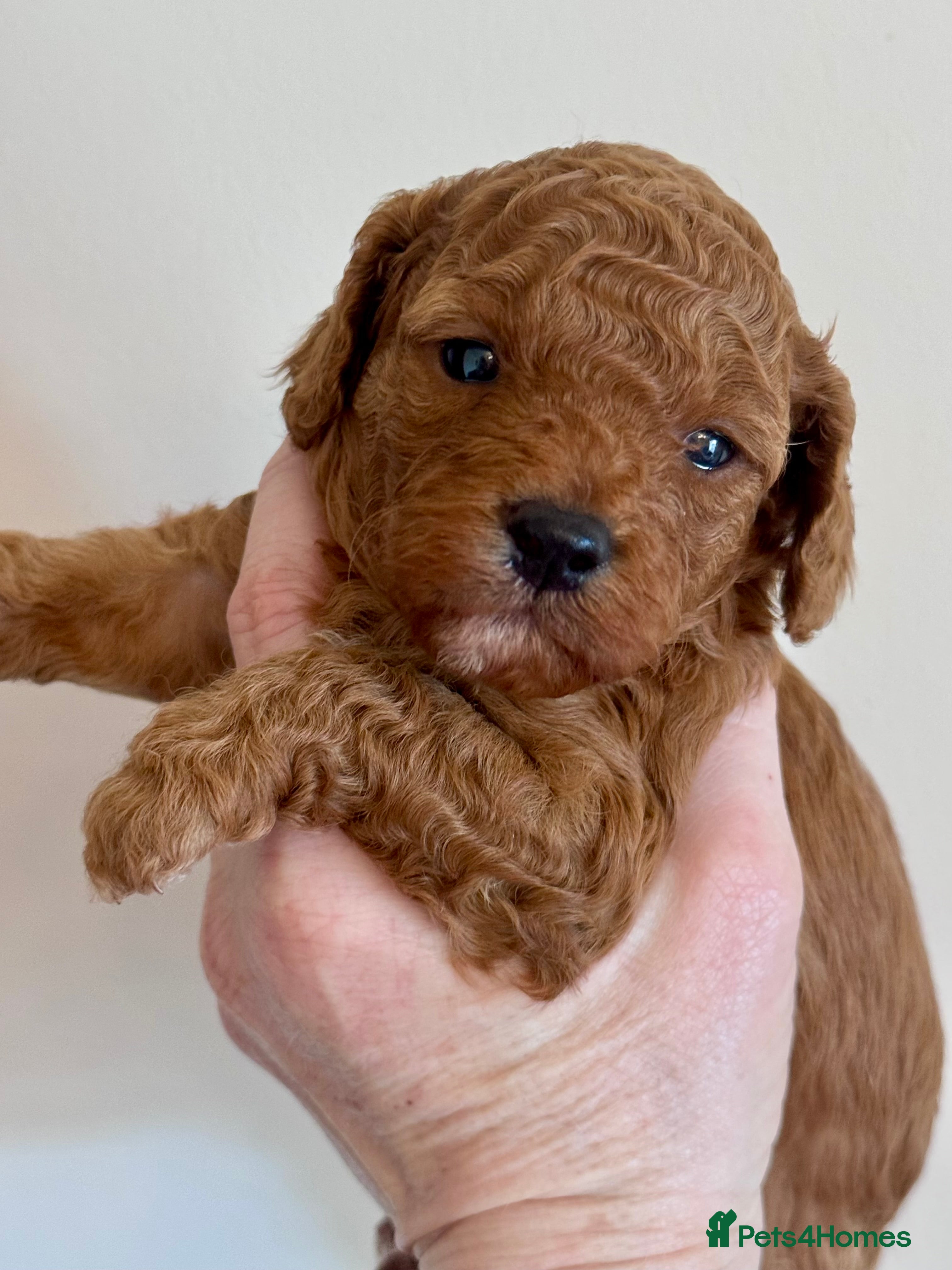 Cavapoo dogs Absolutely stunning F1b Cavapoo pups  - Advert 1