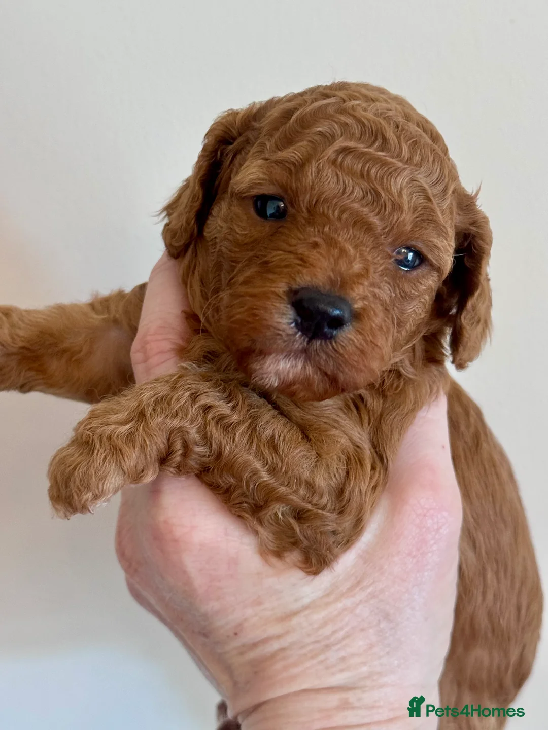 Cavapoo dogs for sale: Absolutely stunning F1b Cavapoo pups  - Advert 1