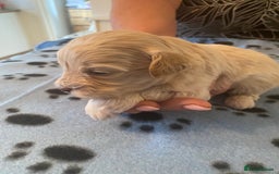 Maltipoo dogs for sale: BEAUTIFUL MALTIPOO F1 BOYS AND GIRLS AVAILABLE  - Image 3
