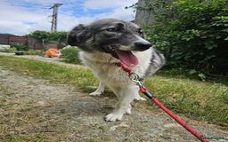 Mixed Breed dogs for adoption: Beautiful and Gentle HEIDI - for a Loving Home - Image 3
