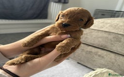 Cockapoo dogs for sale: 8 beautiful f1b cockapoo puppies - Image 1