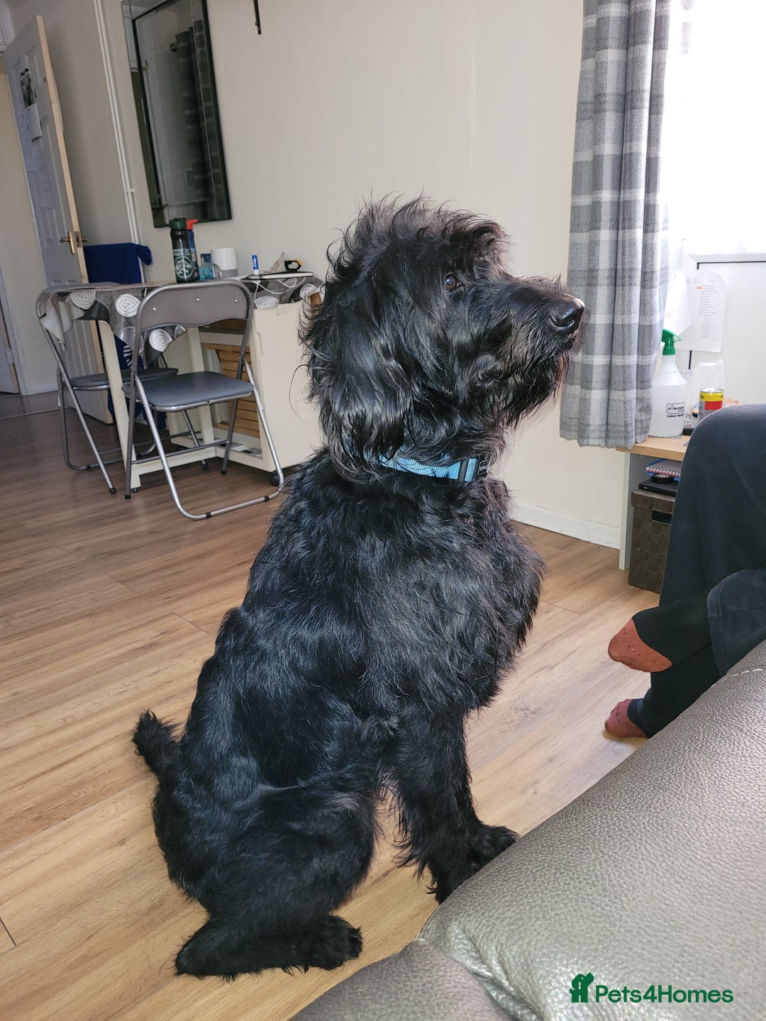 Labradoodle dogs for sale: Duke  - Image 4