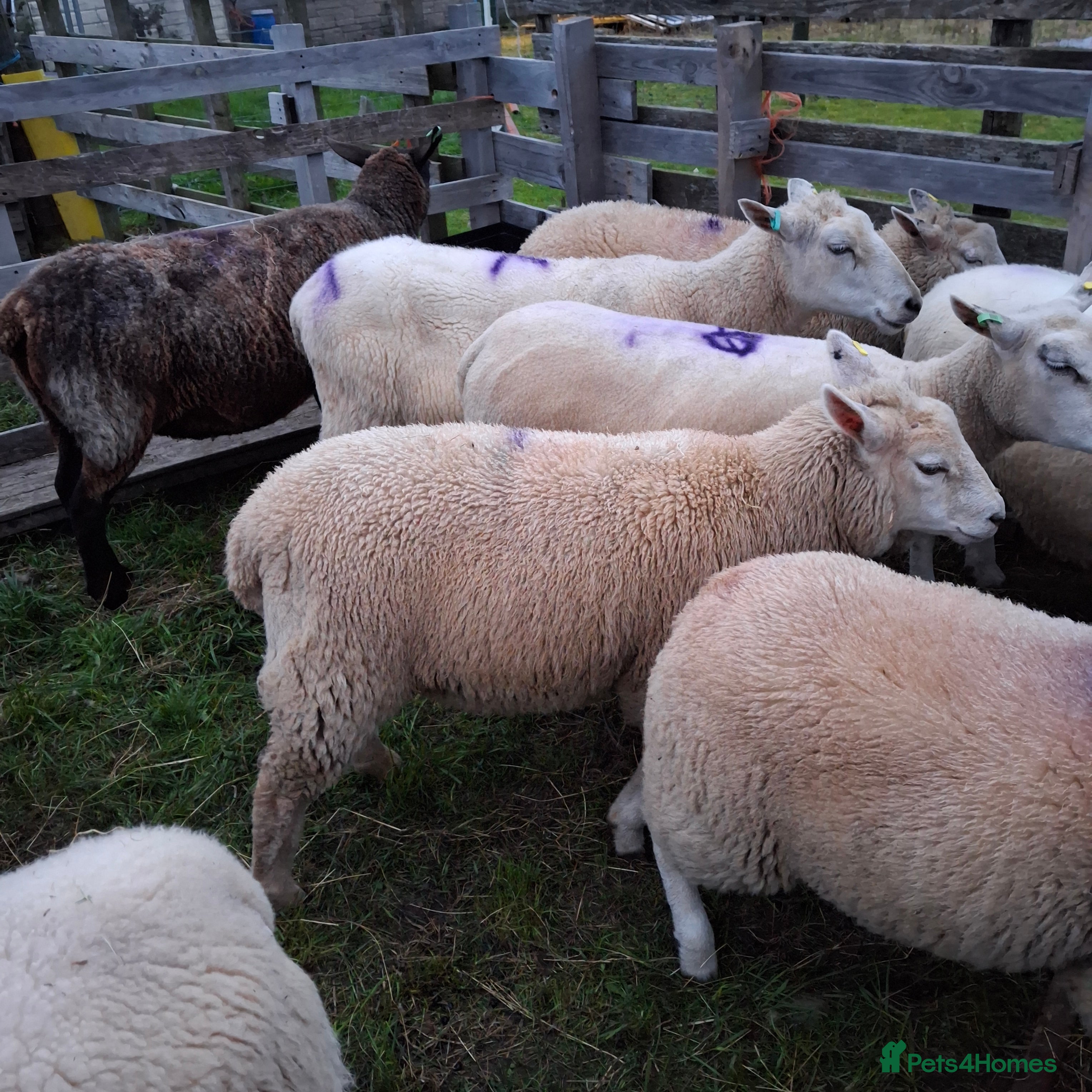 Sheep livestock Female Sheep - Advert 1