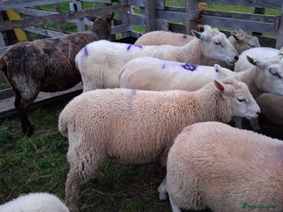 Sheep livestock Female Sheep - Advert 2